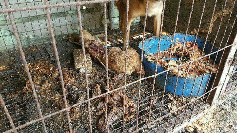 https://koreandogs.org/kara-ministry-environment/?utm_source=sendinblue&utm_campaign=Koreas_Ministry_of_Environment_Supporting_Dog_Meat_Industry&utm_medium=email