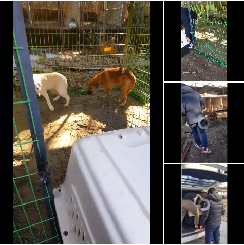 SaveKoreanDogs Facebook