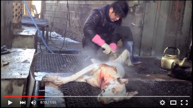 Shocking Cruelty of South Korean Dog Meat Industry - Boycott Samsung, Kia, Hyundai, LG, SK, Daewoo!