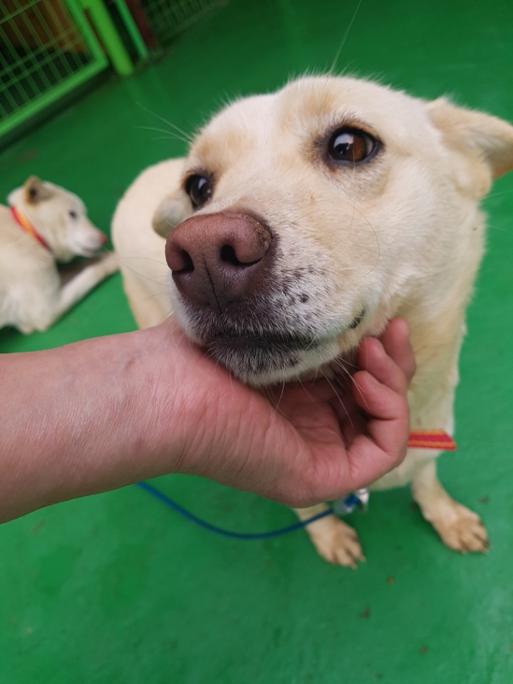 http://savekoreandogs.org/dogs-available-for-adoption/?utm_source=sendinblue&utm_campaign=Pet_shop_of_horrors__79_dogs_found_dead_many_more_left_to_starve___Vote_for_Willow!&utm_medium=email