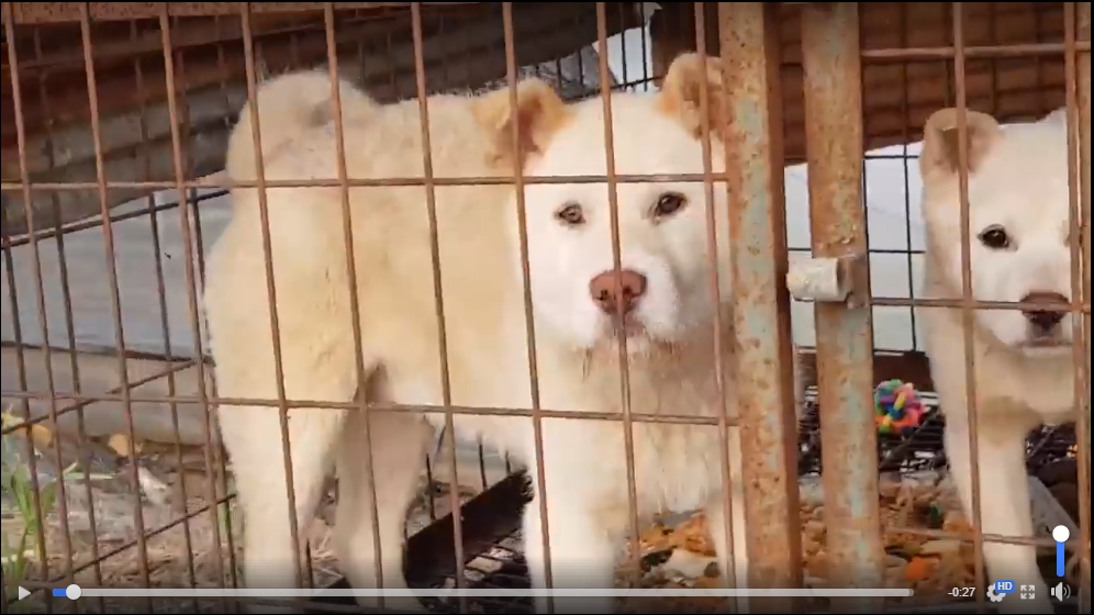 https://www.facebook.com/SaveKoreanDogs/videos/pcb.1097059810444078/1097059667110759/?type=3&theater&utm_source=sendinblue&utm_campaign=Busan_Bukbu_Office_of_Educations_response_lacks_clarity_and_transparency__Dog_meat_trade_survivors_waiting_for_home&utm_medium=email