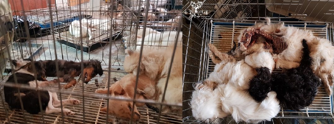 Arrest warrant for owner of pet shop in Cheonan where 79 dogs were found dead