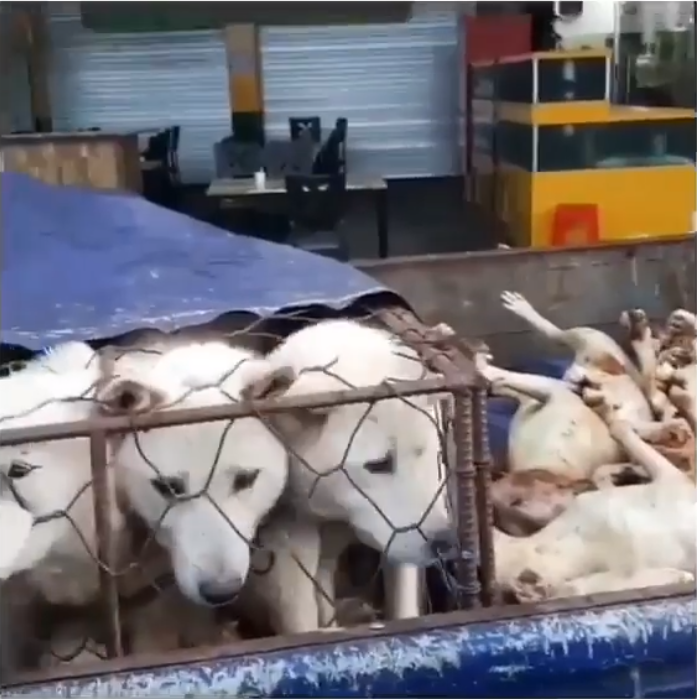 https://www.facebook.com/100006569132221/videos/2167769793451971/?utm_source=sendinblue&utm_campaign=Seoul_National_Universitys_Dark_Connection_with_Dog_Meat_Farms__We_Demand_the_Truth_from_SNU!&utm_medium=email