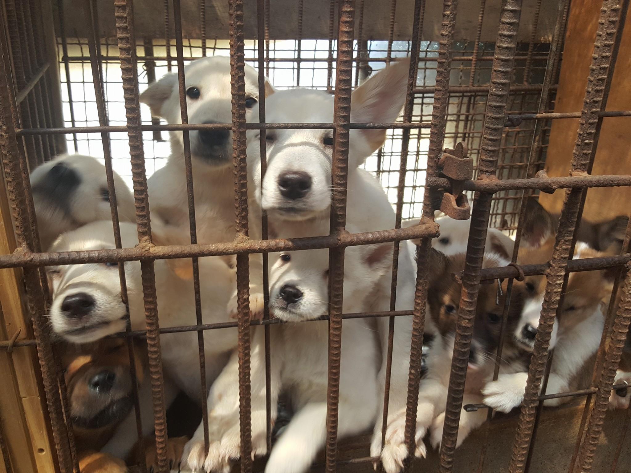 Nami Kim Team tries to shut down dog farm with 300 puppies in Bucheon