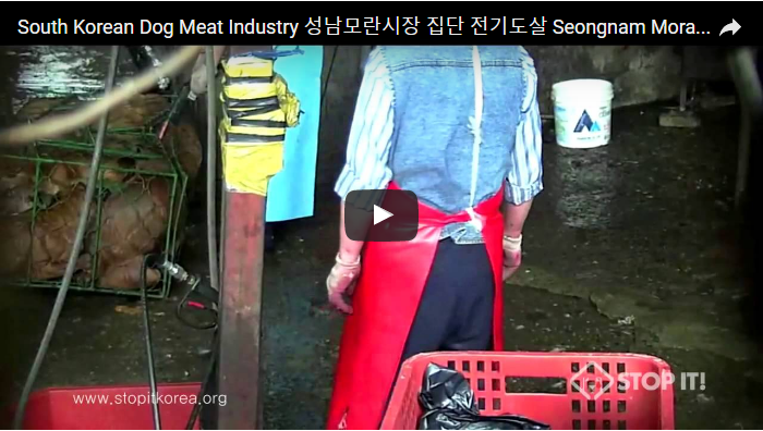 South Korean Dog Meat Industry 성남모란시장 집단 전기도살 Seongnam Moran Market Mass Electric torture of dogs