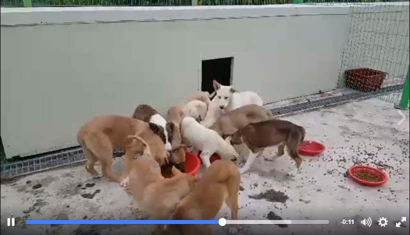 300 on the road from Hell: Nami Kim transports rescued puppies to a new life of Hope.