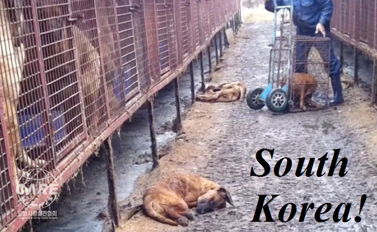 Gimpo - South Korean Dog Meat Industry 김포 개농장, 개도살장