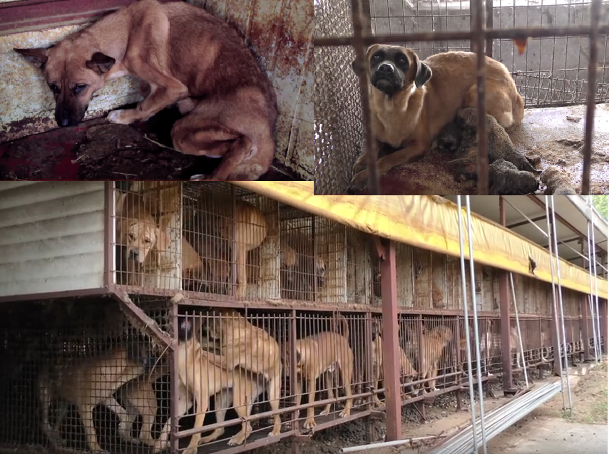 South Korean Dog Meat Cruelty