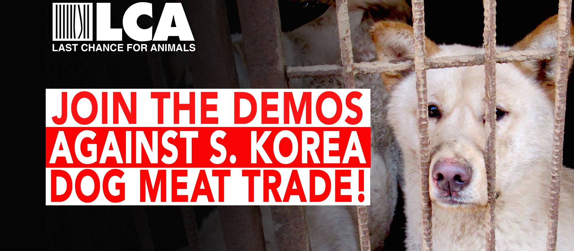 Join the Two-Day Demo Against the South Korean Dog Meat Trade
