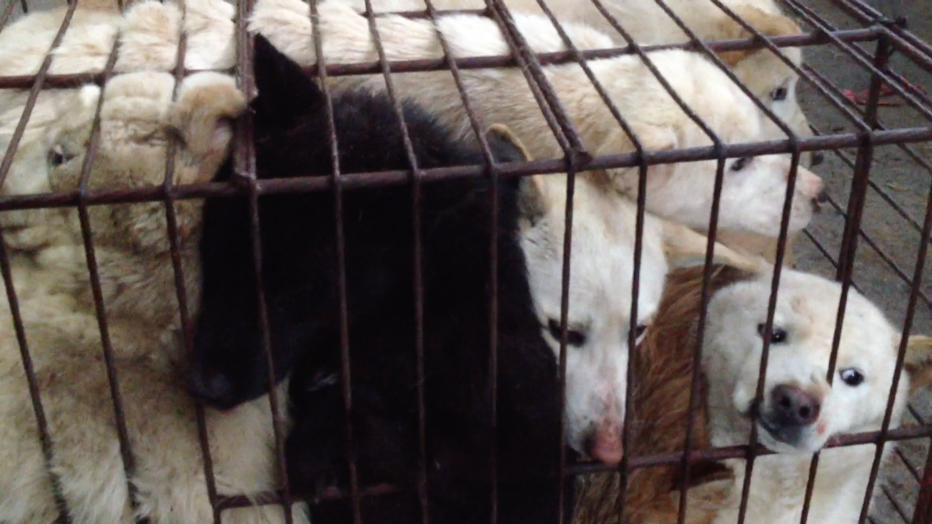 https://koreandogs.org/dmp/?utm_source=sendinblue&utm_campaign=Calls_to_Action__Busan_KAPCA_shuts_down_dog_farm_and_rescue_puppies&utm_medium=email