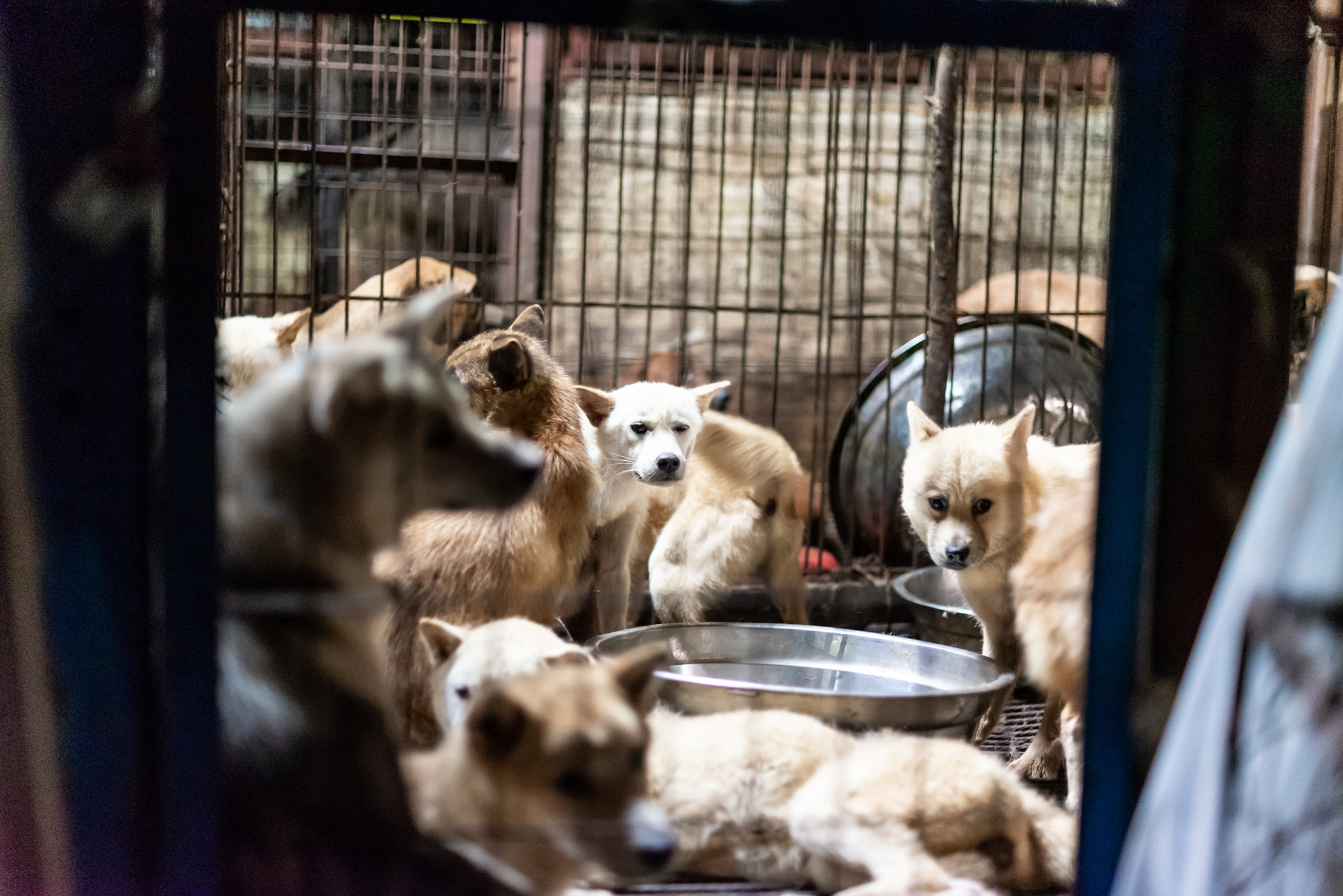 https://koreandogs.org/care-press-conference-exposing-seongnam-taepyeong-dong-illegal-dog-slaughterhouses/?utm_source=sendinblue&utm_campaign=Exposing_Seongnams_Illegal_Dog_Slaughterhouses__New_Calls_for_Action!&utm_medium=email
