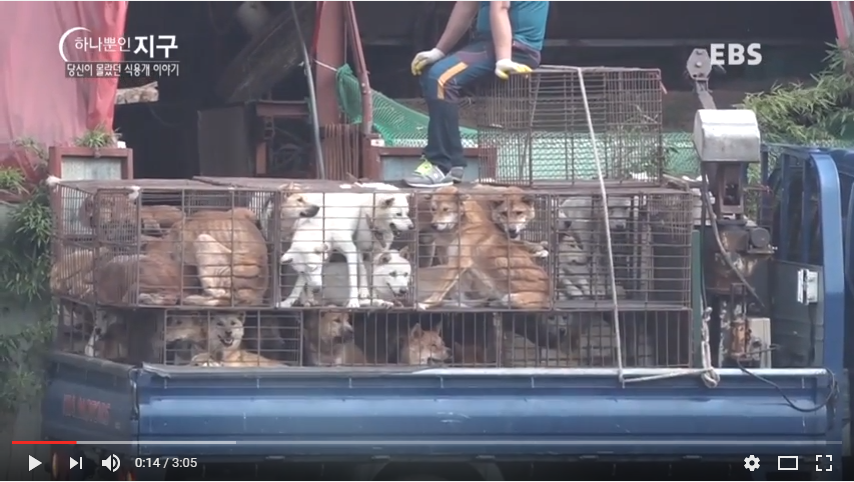 The horrible reality of dog meat farms that you don’t know. 당신이 몰랐던 식용개 농장의 참혹한 현장