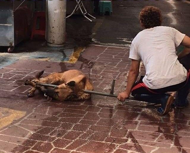Busan Gupo Dog Meat Market’s Cruelty