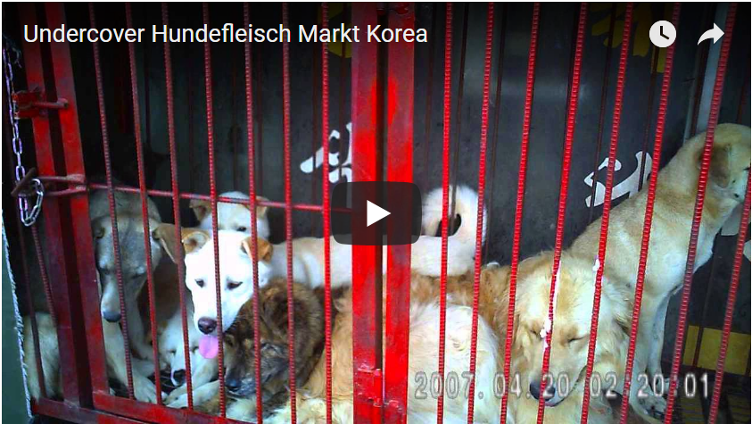 Undercover Hundefleisch Markt Korea