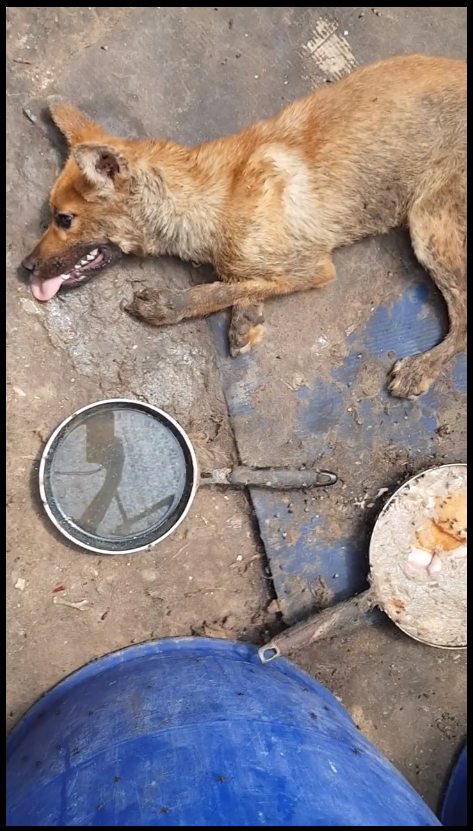 https://www.facebook.com/SaveKoreanDogs/posts/1167264096756982?utm_source=sendinblue&utm_campaign=Help_keep_Nami_and_SaveKoreanDogsorg_save_dogs_from_hellish_South_Korean_dog_meat_industry&utm_medium=email