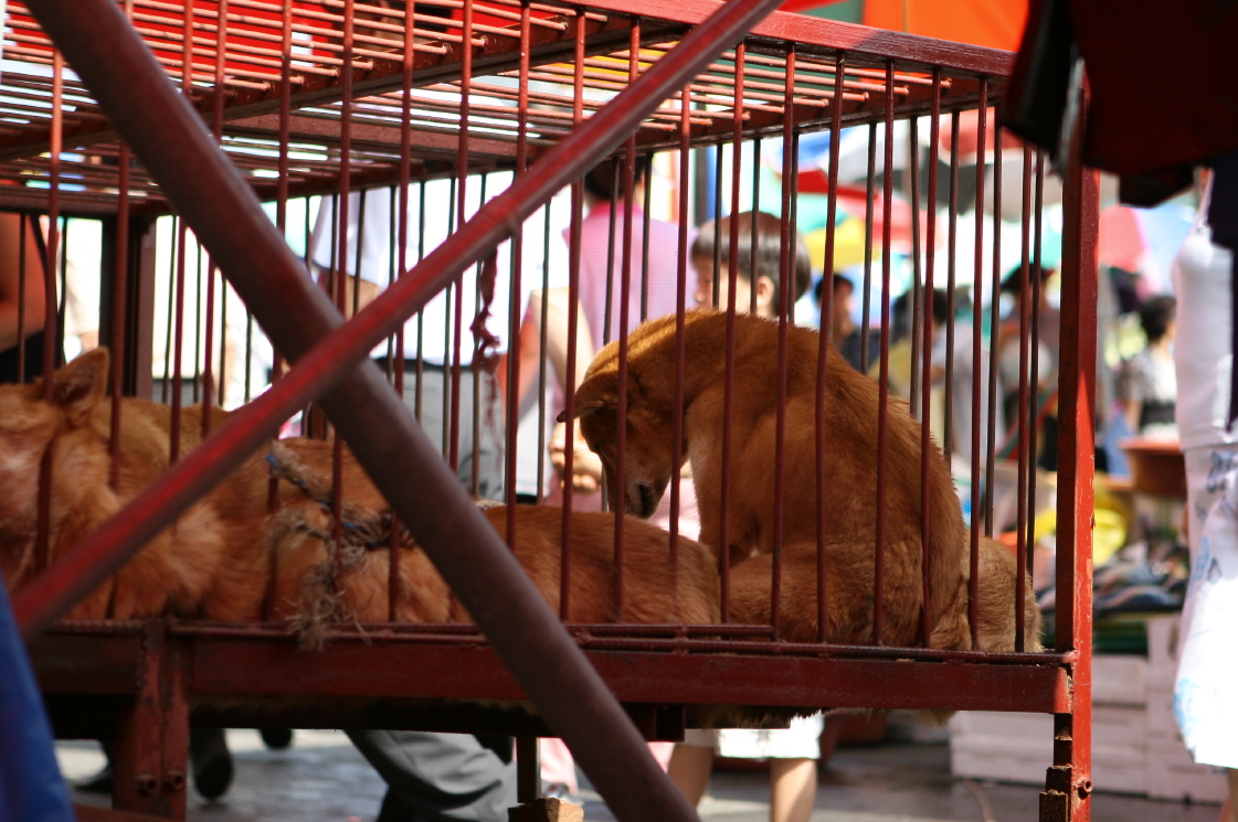 World Vision: Eating companion animals is detrimental to the health of Korean children.