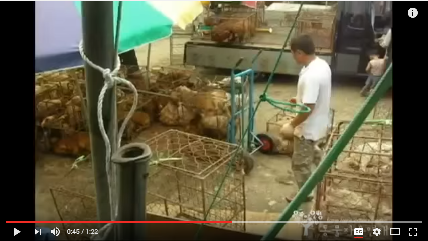 S. Korea's Moran Market - Cruel Dog Meat Trade 모란시장의 잔인한 거래