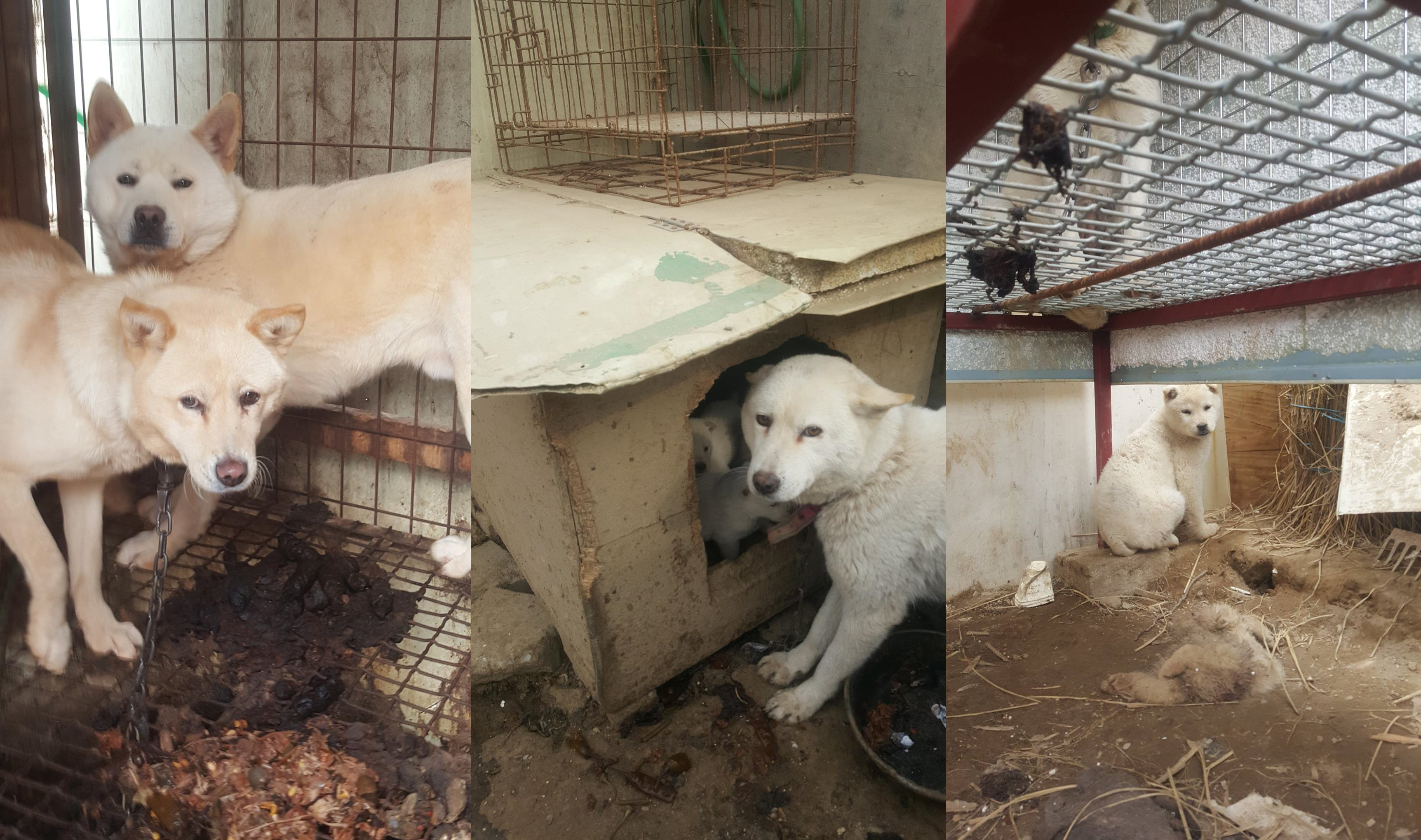Nami Kim team rescues from Bucheon dog farm 