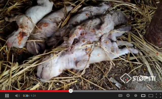 Shocking Cruelty of Gangwon-do Province, South Korea Dog Meat Industry