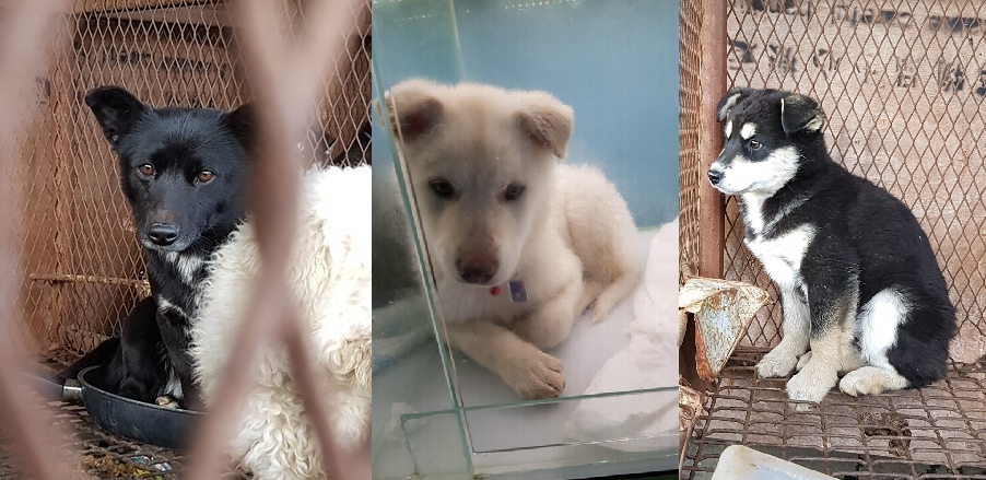 Busan KAPCA Yangsan Dog Farm Rescue Update – Large, mixed breed dogs still waiting for homes abroad.