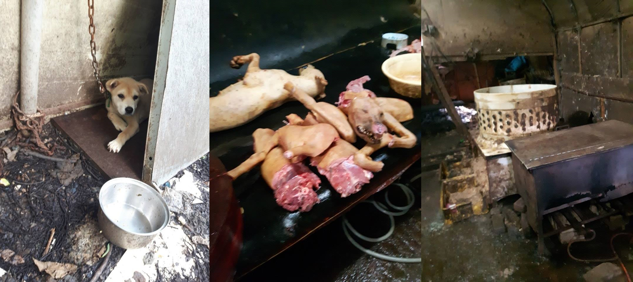 South Koreans: start taking responsibility for enforcing your own country’s laws: stop the illegal dog and cat meat trades.