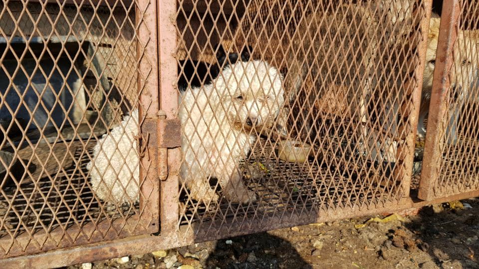 https://koreandogs.org/update-bkapca-rescue-yangsan/?utm_source=sendinblue&utm_campaign=Calls_to_Action__Busan_KAPCA_shuts_down_dog_farm_and_rescue_puppies&utm_medium=email