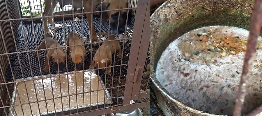 https://koreandogs.org/kara-ministry-environment-campaign/?utm_source=sendinblue&utm_campaign=Busan_Bukbu_Office_of_Educations_response_lacks_clarity_and_transparency__Dog_meat_trade_survivors_waiting_for_home&utm_medium=email