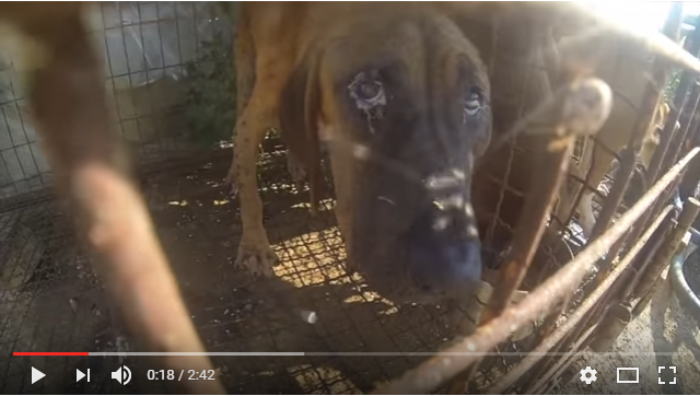  The Dog Meat Professionals: South Korea