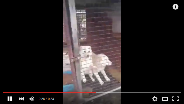 [Update] Incheon Kyesan Dog Farms