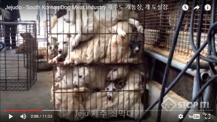 Jejudo - South Korean Dog Meat Industry 제주도 개농장, 개 도살장