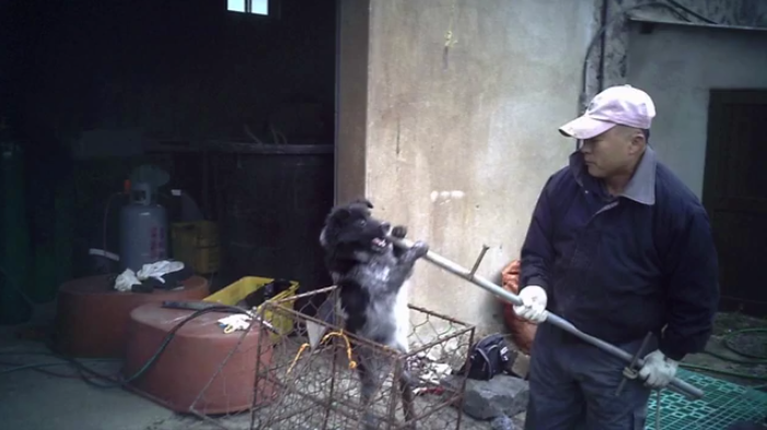 Update on AN EXPOSÉ ON THE DOG MEAT INDUSTRY IN SOUTH KOREA