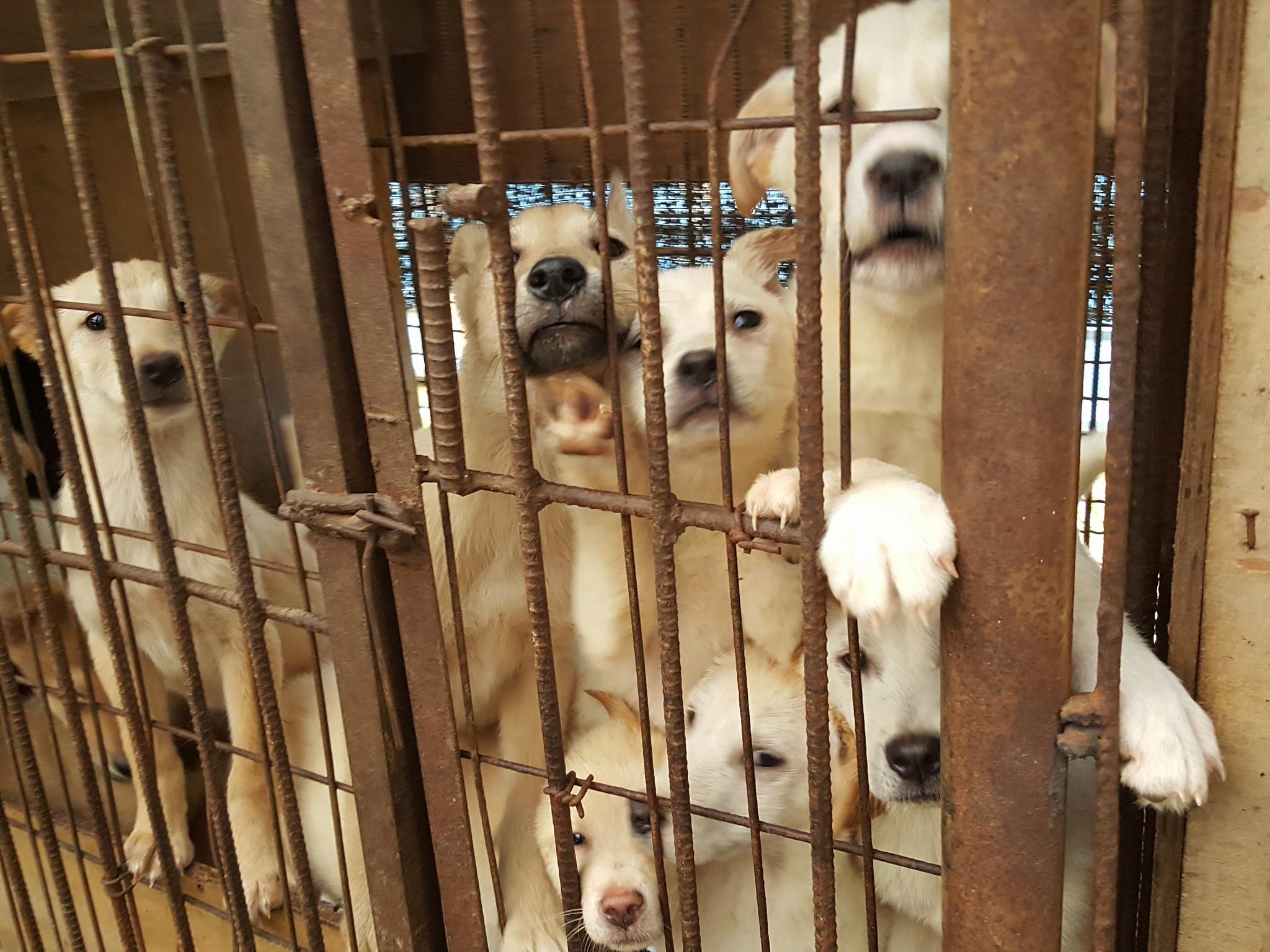 Adopt Dogs Rescued from Meat Trade by SaveKoreanDogs