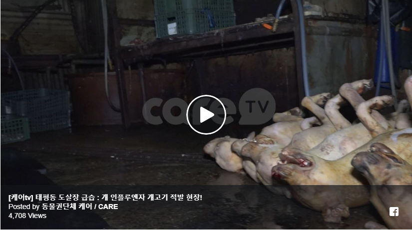 https://www.facebook.com/CAREanimalKorea/videos/534405313677033/?utm_source=sendinblue&utm_campaign=Exposing_Seongnams_Illegal_Dog_Slaughterhouses__New_Calls_for_Action!&utm_medium=email