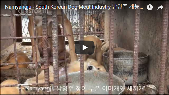 Namyangju - South Korean Dog Meat Industry 남양주 개농장, 도살장