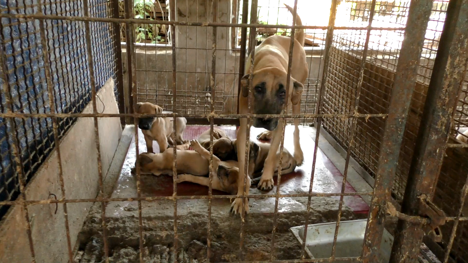 Mayor Julie Pickering of The Royal Borough of Kingston upon Thames, London: Tell Friendship City, Gwanak-gu, Seoul, South Korea, That We’re Opposed to the Torture and Consumption of Dogs and Cats.