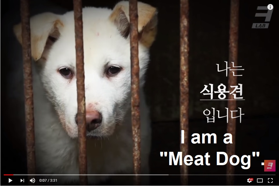 Video: South Korea's dog meat farm. 죽어야만 나갈 수 있는 곳. 식용견농장