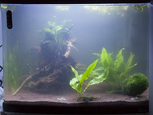 Witte waas in het aquarium bestrijden!