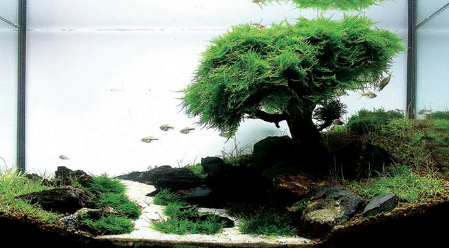 De ultieme aquascape gids voor prachtige aquascaping