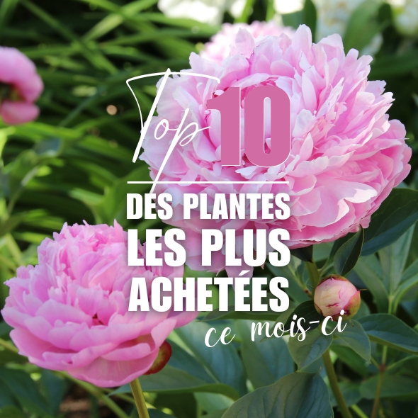Les plantes préférées du mois de Septembre