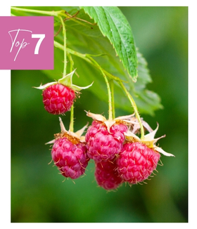 Framboisier 'Marastar®' Arthropodium ‘Little Lilia’