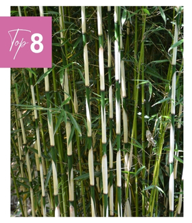 Bambou non traçant 'Campbell'