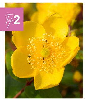 Millepertuis à grandes fleurs Aspidistre élevée ‘Zebra’