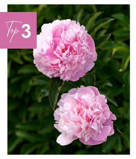Pivoine de Chine 'Sarah Bernhardt'