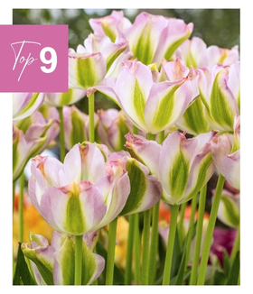 Tulipe viridiflora 'Groenland'