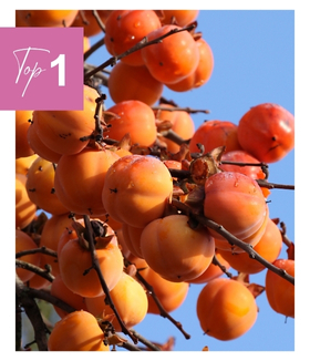 Plaqueminier, Kaki 'Rouge Brillant - Persimon' Arthropodium ‘Little Lilia’