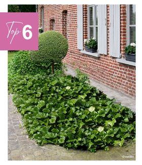 Lierre Hedera Algerian Bellecour®