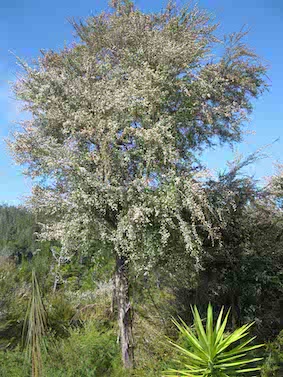Arbuste de taille entre 3 et 5 m de hauteur