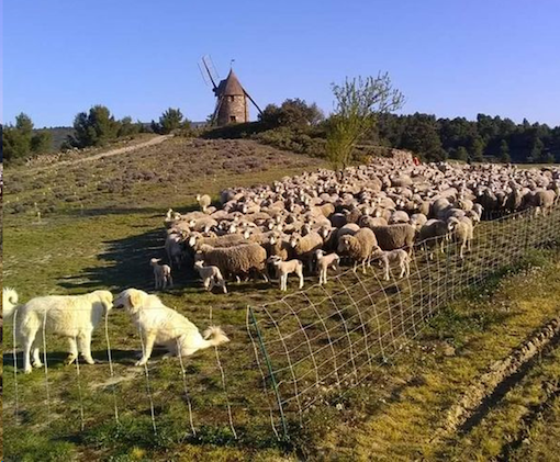 Photo troupeau dans pâturage