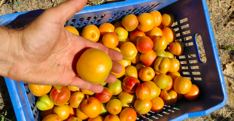 Les derniers abricots sont récoltés !