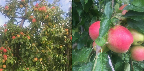 6/08 : Pommes, prunes et mirabelles !
